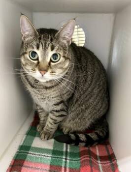 Bessie ~ Would love to be adopted with sister Vida! -  Domestic Short Hair Cat for Adoption in Rochester, Indiana - Bessie ~ Would Love To Be Adopted With Sister Vida! | PetCurious