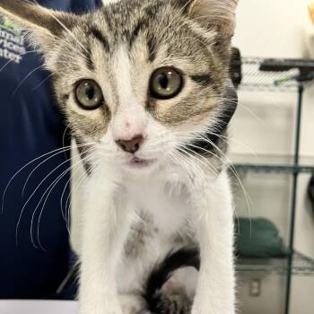 Juniper -  Domestic Short Hair Cat for Adoption in Las Cruces, New Mexico - Juniper | PetCurious