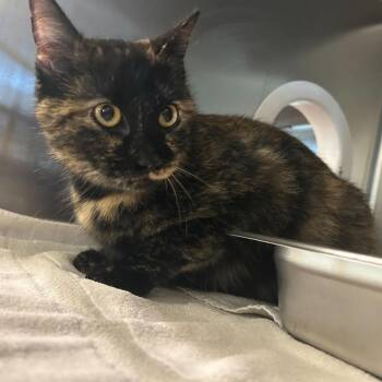 Domestic Short Hair Cats Available for Adoption in Asheville, North Carolina - Indigo | PetCurious