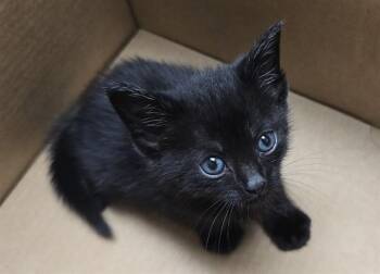 Domestic Short Hair Cats Available for Adoption in Fort Lauderdale, Florida - A2475497 | PetCurious