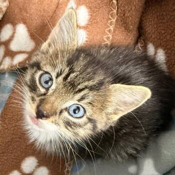 Omelette -  Domestic Short Hair Cat for Adoption in Cumming, Georgia - Omelette | PetCurious