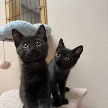 Matcha -  Domestic Short Hair Cat for Adoption in Oconto, Wisconsin - Matcha | PetCurious