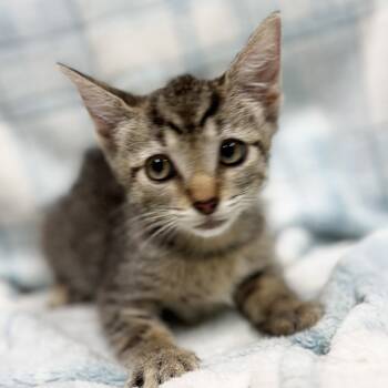 Rescue Domestic Short Hair Cats for Adoption in Mt. Juliet, Tennessee - Lennox | PetCurious