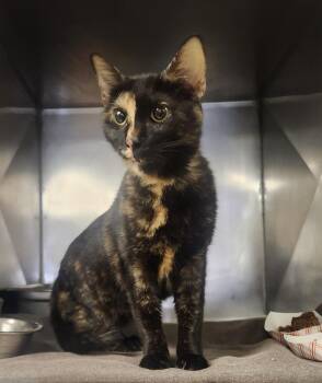 Isadora -  Domestic Short Hair Cat for Adoption in Clayton, New Jersey - Isadora | PetCurious