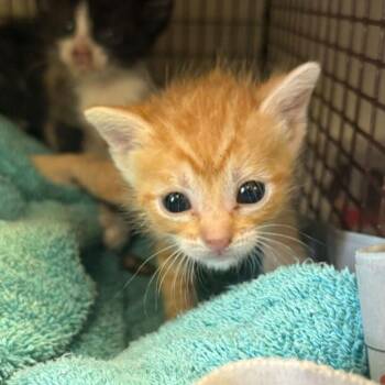 Bibi -  Domestic Short Hair Cat for Adoption in San Antonio, Texas - Bibi | PetCurious