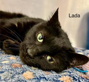 Lada -  Domestic Short Hair Cat for Adoption in St. George, Utah - Lada | PetCurious