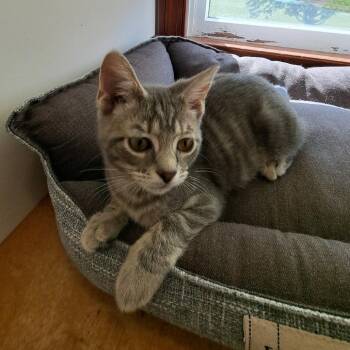 Maggie Mae -  Domestic Short Hair Cat for Adoption in Medina, Ohio - Maggie Mae | PetCurious