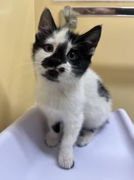 Dots -  Domestic Short Hair Cat for Adoption in Sechelt, British Columbia - Dots | PetCurious
