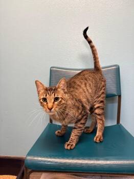 Domestic Short Hair Cats Available for Adoption in Fort Collins, Colorado - Mint | PetCurious