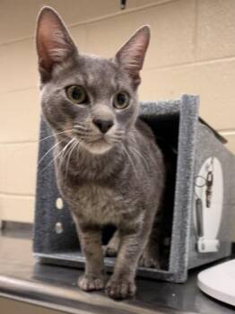 Domestic Short Hair Cats Available for Adoption in Irving, Texas - Dusty | PetCurious