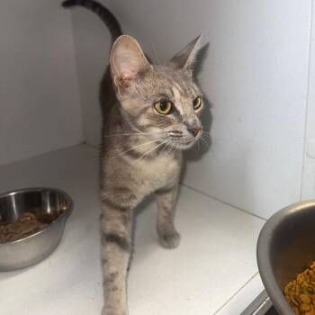 Nora -  Domestic Short Hair Cat for Adoption in New York, New York - Nora | PetCurious