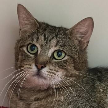 Pretzel -  Domestic Short Hair Cat for Adoption in Victor, New York - Pretzel | PetCurious