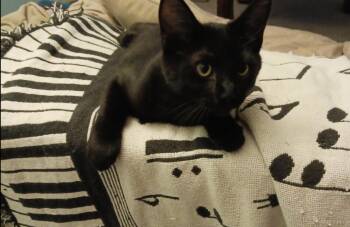 Rescue Domestic Short Hair Cats for Adoption in Jackson, Mississippi - Percy | PetCurious