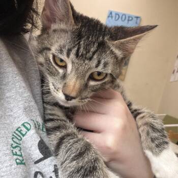 Shortie -  Domestic Short Hair Cat for Adoption in Las Vegas, Nevada - Shortie | PetCurious