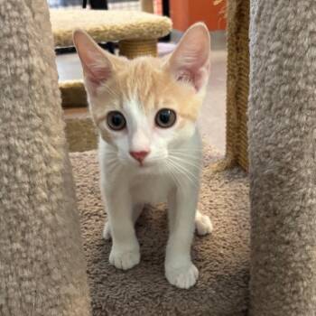 Mini Me -  Domestic Short Hair Cat for Adoption in Sarasota, Florida - Mini Me | PetCurious