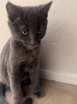 Tom -  Domestic Short Hair Cat for Adoption in Chandler, Arizona - Tom | PetCurious