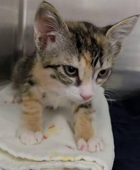 OONA -  Domestic Short Hair Cat for Adoption in Fort Lauderdale, Florida - OONA | PetCurious