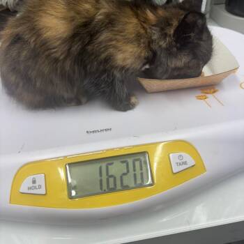 Domestic Medium Hair Cats Available for Adoption in Springtown, Texas - CSAS-Stray-843 | PetCurious
