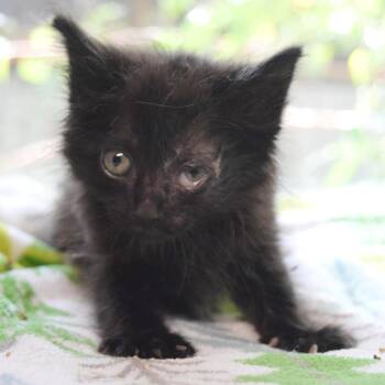 Vienna -  Domestic Medium Hair Cat for Adoption in Bulverde, Texas - Vienna | PetCurious