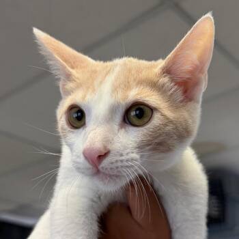 Thumper -  Domestic Short Hair Cat for Adoption in Goleta, California - Thumper | PetCurious