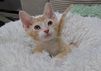 Wubbzy -  Domestic Short Hair Cat for Adoption - Wubbzy | PetCurious
