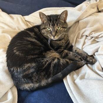 Susie -  Domestic Short Hair Cat for Adoption in South Burlington, Vermont - Susie | PetCurious