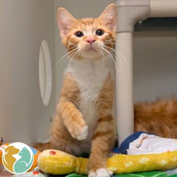 Barcode -  Domestic Short Hair Cat for Adoption in Toledo, Ohio - Barcode | PetCurious