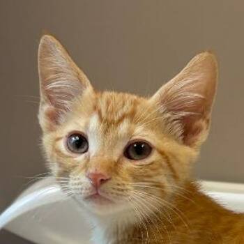 Bullion -  Domestic Short Hair Cat for Adoption in Chicago, Illinois - Bullion | PetCurious