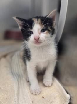 Snoball -  Domestic Short Hair Cat for Adoption in Westland, Michigan - Snoball | PetCurious