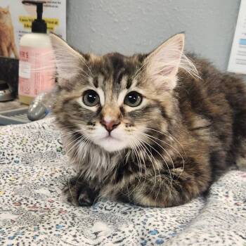 Domestic Long Hair Cats Available for Adoption in Brighton, Missouri - Marisa | PetCurious