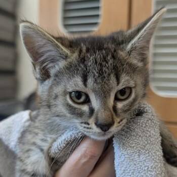 Hulk -  Domestic Short Hair Cat Available for Adoption in Voorhees Township, New Jersey - Hulk | PetCurious
