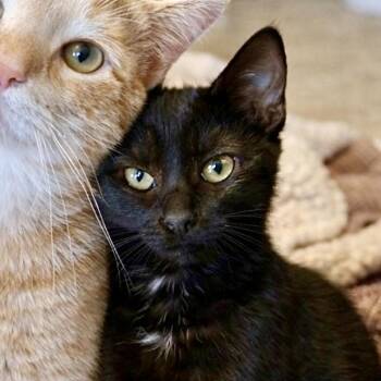 Domestic Short Hair Cats Available for Adoption - Pumpkin | PetCurious
