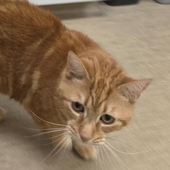 Ace -  Domestic Short Hair Cat for Adoption in Bedford, New Hampshire - Ace | PetCurious