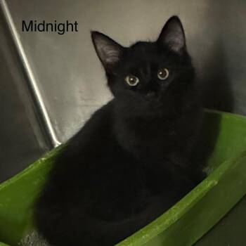 Rescue Domestic Medium Hair Cats for Adoption in Ulster, Pennsylvania - Midnight | PetCurious