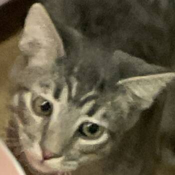 Rescue Domestic Short Hair Cats for Adoption in Colorado Springs, Colorado - Mr. Wilson (Denny 2) | PetCurious