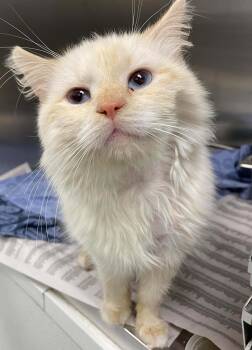 Apollo -  Siamese and Domestic Long Hair Cat for Adoption in Covington, Virginia - Apollo | PetCurious