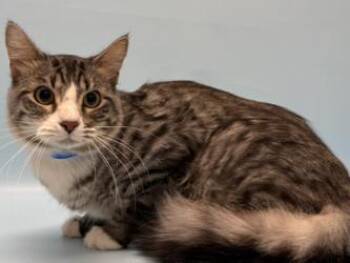 Floyd -  Domestic Medium Hair and Domestic Short Hair Cat for Adoption in Golden Valley, Minnesota - Floyd | PetCurious