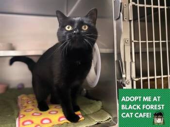 INKY -  Domestic Short Hair Cat for Adoption in Fort Wayne, Indiana - INKY | PetCurious