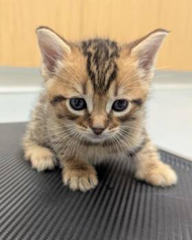 Domestic Short Hair Cats Available for Adoption - Derek | PetCurious