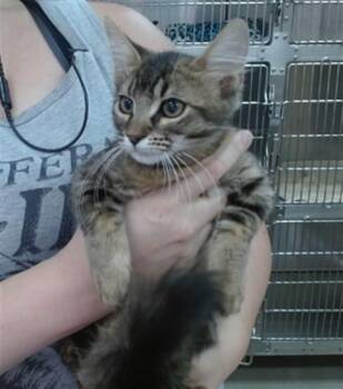 KALI -  Domestic Medium Hair Cat for Adoption in Salinas, California - KALI | PetCurious
