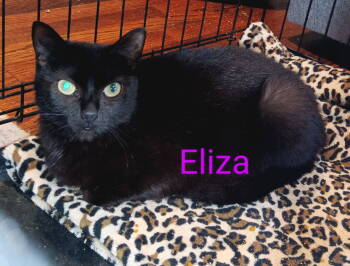 Rescue Domestic Short Hair Cats for Adoption in Naugatuck, Connecticut - Eliza | PetCurious