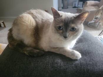 Domestic Medium Hair Cats Available for Adoption in The Woodlands, Texas - Stella | PetCurious