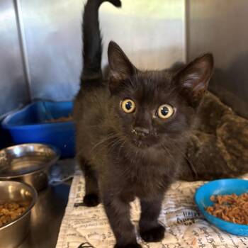 Calvin -  Domestic Short Hair Cat for Adoption in Chehalis, Washington - Calvin | PetCurious