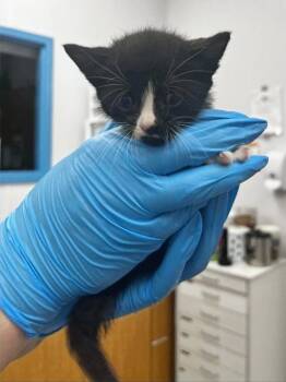 Trout -  Domestic Short Hair Cat Available for Adoption in Hartsville, South Carolina - Trout | PetCurious