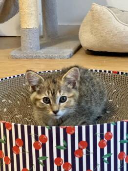 Amber -  Domestic Short Hair Cat for Adoption in Vancouver, Washington - Amber | PetCurious