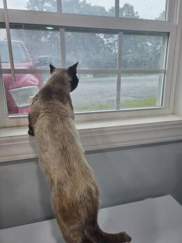 Marshall -  Siamese Cat for Adoption in Lewisburg, Tennessee - Marshall | PetCurious