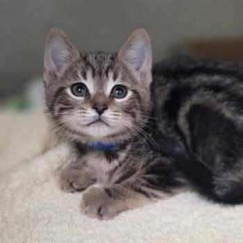 Albert -  Domestic Short Hair Cat for Adoption in Westland, Michigan - Albert | PetCurious