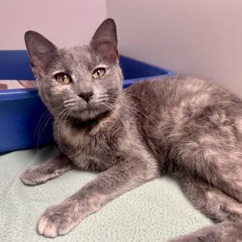 Domestic Short Hair Cats Available for Adoption in Saint Joseph, Missouri - April | PetCurious