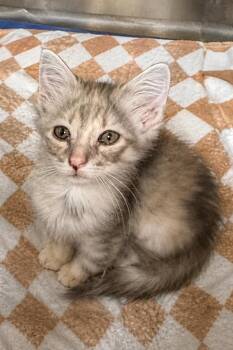 Reese -  Domestic Short Hair Cat for Adoption in Columbia, Tennessee - Reese | PetCurious