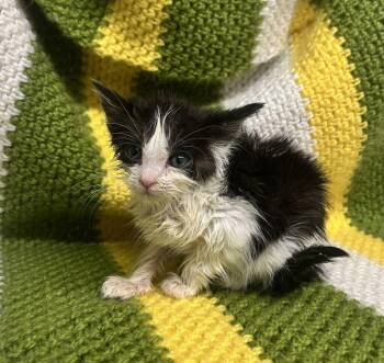 Tiny Dancer -  Domestic Short Hair Cat for Adoption in Fruit Heights, Utah - Tiny Dancer | PetCurious